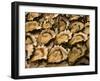 Oysters at Sydney Fish Market, Sydney, Australia-David Wall-Framed Premium Photographic Print
