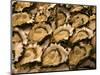 Oysters at Sydney Fish Market, Sydney, Australia-David Wall-Mounted Photographic Print