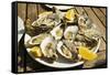 Oysters (huitres) ready to eat, thousands of tons of the shellfish are grown annually here, Ile de -Robert Francis-Framed Stretched Canvas