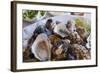 Oysters, Kilkenny, County Kilkenny, Leinster, Republic of Ireland (Eire), Europe-Nico Tondini-Framed Photographic Print