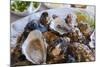 Oysters, Kilkenny, County Kilkenny, Leinster, Republic of Ireland (Eire), Europe-Nico Tondini-Mounted Photographic Print