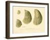 Oysters Natural Size-null-Framed Giclee Print