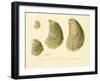 Oysters Natural Size-null-Framed Giclee Print