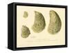 Oysters Natural Size-null-Framed Stretched Canvas