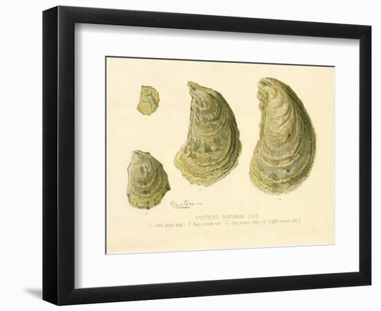 Oysters Natural Size-null-Framed Premium Giclee Print