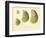 Oysters Natural Size-null-Framed Premium Giclee Print