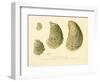 Oysters Natural Size-null-Framed Premium Giclee Print