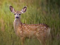 Deer Watch I-Ozana Sturgeon-Photographic Print