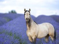 Horse in the Field VI-Ozana Sturgeon-Laminated Photographic Print
