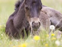 Horses in the Field II-Ozana Sturgeon-Framed Photographic Print