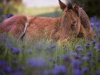 Horses in the Field II-Ozana Sturgeon-Photographic Print