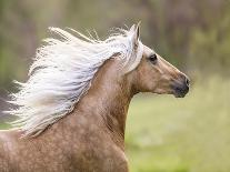 Horses in the Field II-Ozana Sturgeon-Photographic Print