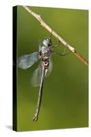 Ozark Emerald Dragonfly Female, Reynolds, Missouri, Usa-Richard ans Susan Day-Stretched Canvas