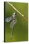 Ozark Emerald Dragonfly Female, Reynolds, Missouri, Usa-Richard ans Susan Day-Stretched Canvas