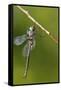 Ozark Emerald Dragonfly Female, Reynolds, Missouri, Usa-Richard ans Susan Day-Framed Stretched Canvas