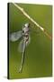 Ozark Emerald Dragonfly Female, Reynolds, Missouri, Usa-Richard ans Susan Day-Stretched Canvas