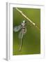 Ozark Emerald Dragonfly Female, Reynolds, Missouri, Usa-Richard ans Susan Day-Framed Photographic Print