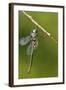 Ozark Emerald Dragonfly Female, Reynolds, Missouri, Usa-Richard ans Susan Day-Framed Photographic Print