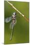 Ozark Emerald Dragonfly Female, Reynolds, Missouri, Usa-Richard ans Susan Day-Mounted Photographic Print