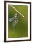 Ozark Emerald Dragonfly Female, Reynolds, Missouri, Usa-Richard ans Susan Day-Framed Photographic Print