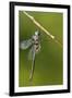 Ozark Emerald Dragonfly Female, Reynolds, Missouri, Usa-Richard ans Susan Day-Framed Photographic Print