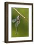 Ozark Emerald Dragonfly Female, Reynolds, Missouri, Usa-Richard ans Susan Day-Framed Photographic Print