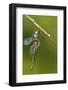 Ozark Emerald Dragonfly Female, Reynolds, Missouri, Usa-Richard ans Susan Day-Framed Photographic Print