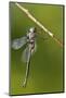 Ozark Emerald Dragonfly Female, Reynolds, Missouri, Usa-Richard ans Susan Day-Mounted Photographic Print