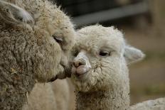Alpaca Mother and Daughter-ozflash-Photographic Print