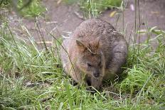 Quokka-ozflash-Stretched Canvas