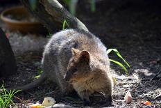 Quokka-ozflash-Stretched Canvas