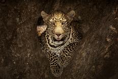 Leopard Resting on a Tree at Masai Mara-Ozkan Ozmen-Photographic Print