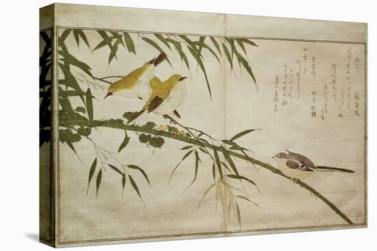 P.332-1946 Vol.2 F.6 Long-Tailed Tit and Three White Eyes, from an Album 'Birds Compared in…-Kitagawa Utamaro-Stretched Canvas