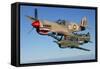 P-40 Warhawks Flying over Chino, California-Stocktrek Images-Framed Stretched Canvas