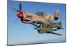 P-40 Warhawks Flying over Chino, California-Stocktrek Images-Mounted Photographic Print