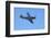 P-51 Mustang, American Fighter Plane, War Plane-David Wall-Framed Photographic Print