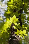 Boston Ivy - Tree Trunk-P-Eggermann-Photographic Print