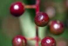 Fruits - Alder Buckthorn-P-Eggermann-Framed Stretched Canvas