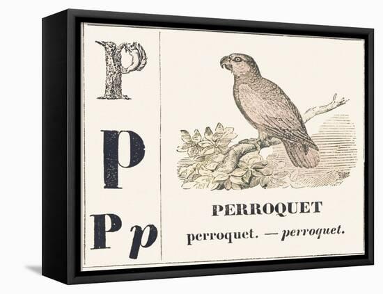 P for Parroquet, 1850 (Engraving)-Louis Simon (1810-1870) Lassalle-Framed Stretched Canvas