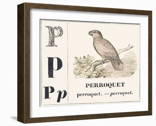 P for Parroquet, 1850 (Engraving)-Louis Simon (1810-1870) Lassalle-Framed Giclee Print