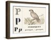 P for Parroquet, 1850 (Engraving)-Louis Simon (1810-1870) Lassalle-Framed Giclee Print