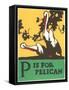 P is for Pelican-null-Framed Stretched Canvas