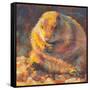 P is for Prairie Dog-Rita Kirkman-Framed Stretched Canvas