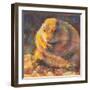 P is for Prairie Dog-Rita Kirkman-Framed Art Print