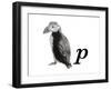 P is for Puffin-Stacy Hsu-Framed Art Print