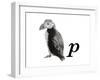 P is for Puffin-Stacy Hsu-Framed Art Print