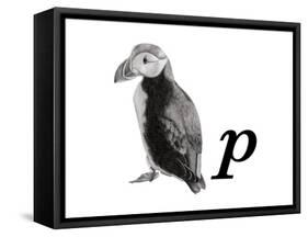 P is for Puffin-Stacy Hsu-Framed Stretched Canvas