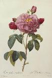 Rosa Gallica Aureliansis - La Duchesse D'Orleans. from 'Les Roses'-P.J. and C.A. Redoute and Thory-Laminated Giclee Print