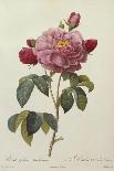 Rosa Gallica Aureliansis - La Duchesse D'Orleans. from 'Les Roses'-P.J. and C.A. Redoute and Thory-Stretched Canvas