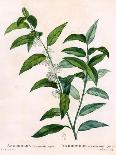 Andromeda Acuminata-P J Redoute-Mounted Art Print